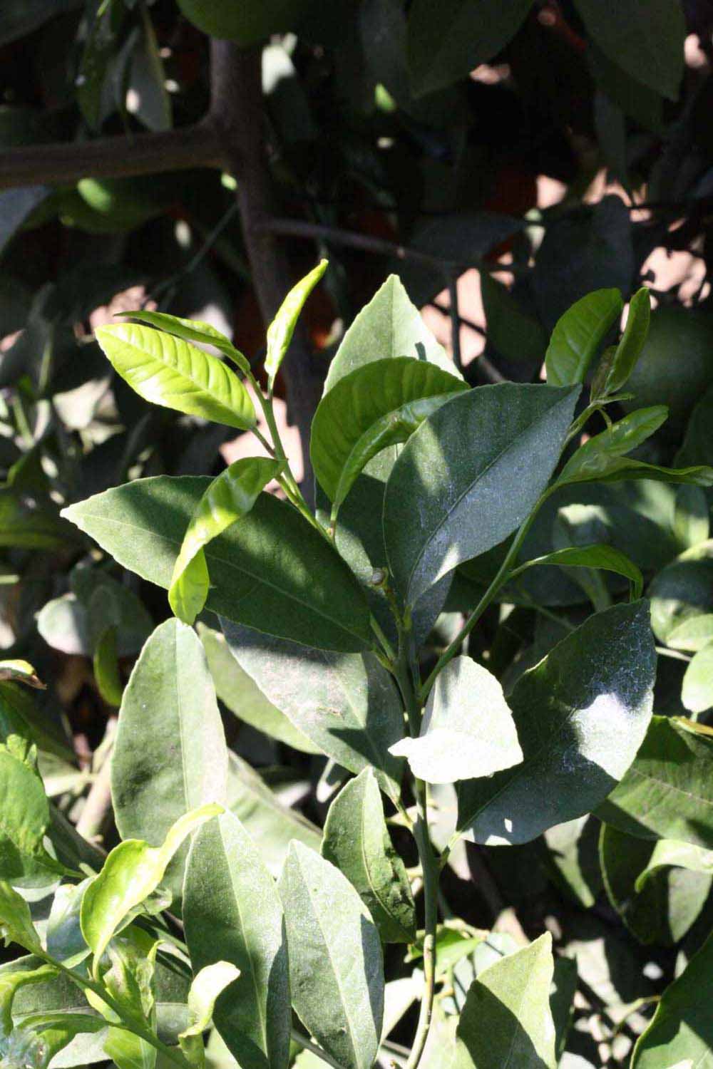              Shade leaves (Riverside, CA)       